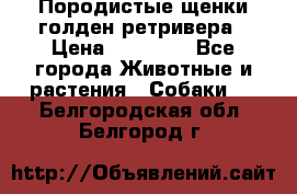 Породистые щенки голден ретривера › Цена ­ 25 000 - Все города Животные и растения » Собаки   . Белгородская обл.,Белгород г.